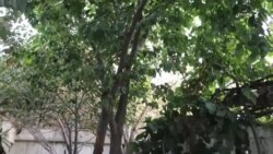 شعیب و سوسن محفل عروسی مختصر برگزار کردند
