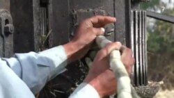 لر او بر پښتانه ګوړه په مينه خوري