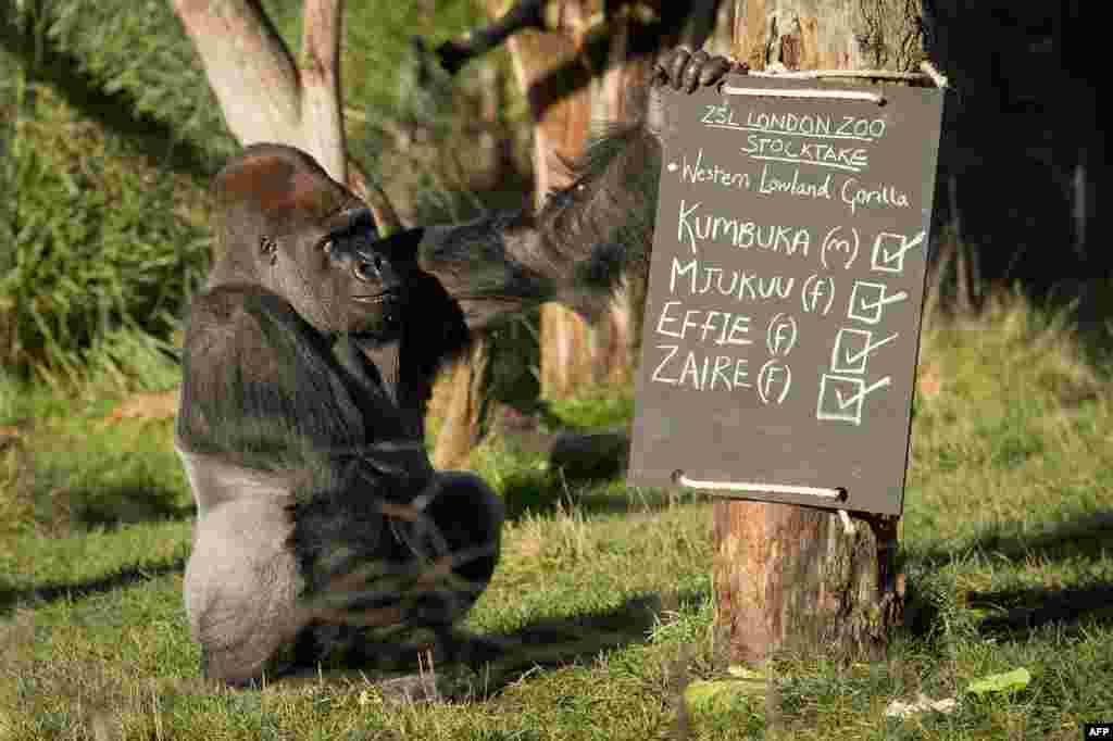 Kumbuka, a male western lowland silverback gorilla, touches a chalkboard in a photocall for London Zoo&#39;s annual stocktake. (AFP/Leon Neal)