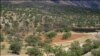 Iran -- Zagros oak forests are dying in Iran, Dashte Barm