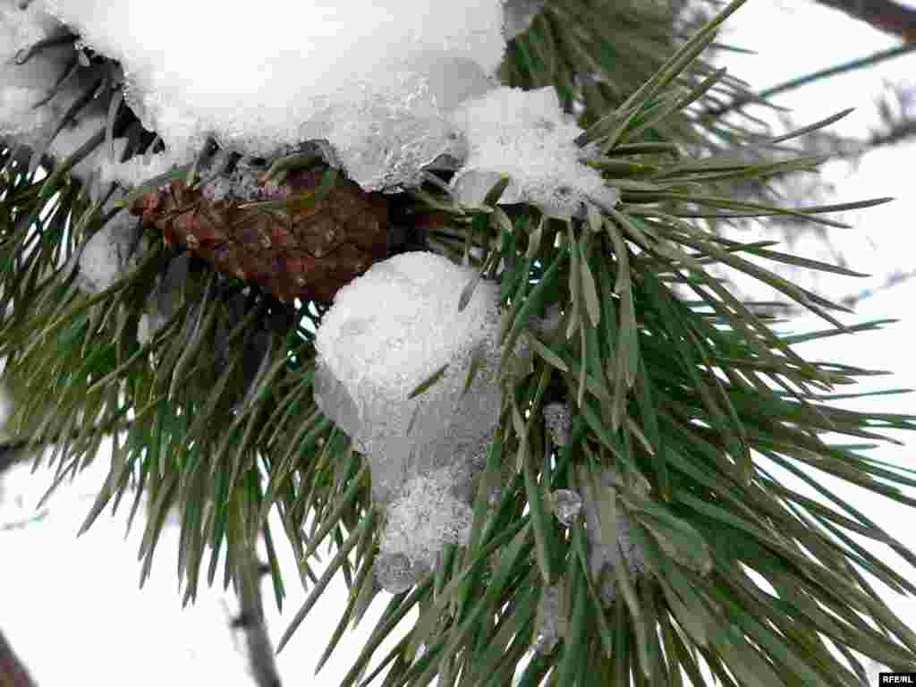 Басылган күркә. - Басылган күркә.