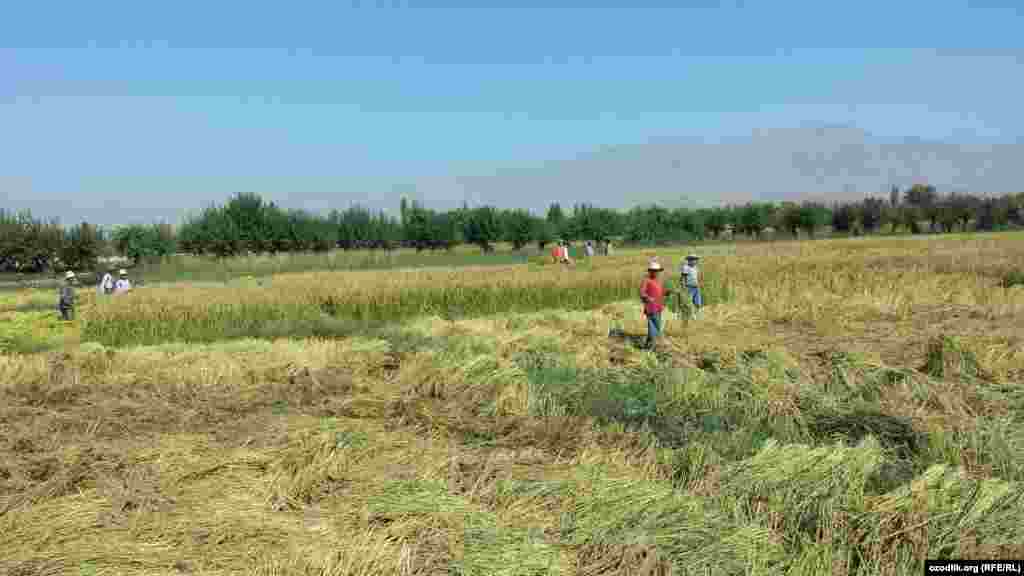 Душанбе яқинидаги Ваҳдат тумани шоли майдонлари