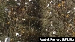 Иллюстратив сурат