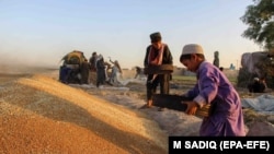 در افغانستان گزارشهای به نشر رسیده است که محصولات گندم این کشور به پاکستان انتقال داده میشود. 