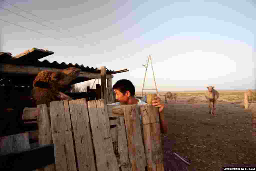 A teenager lets a two-year-old camel out of her pen. Every year, there are fewer and fewer people engaged in animal husbandry here.