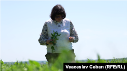 Tatiana Pavliuc, agricultoare din Ocnița, care și-a asigurat terenurile cu sfeclă de zahăr și pagubele suportate îi vor fi recompensate de compania de asigurare.