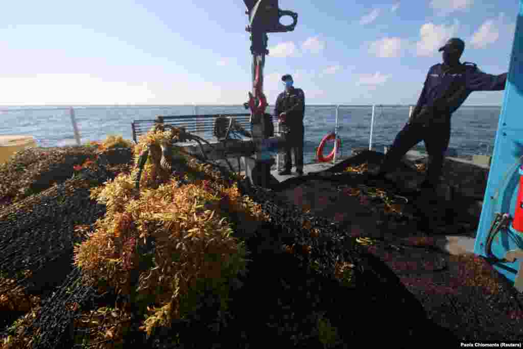 Ha a tengerben marad pusztulása után, a tengerfenékre süllyedve az ott élő hínárfajokra, virágállatokra lehet veszélyes