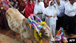 Hindistnda sygyrlaryň soýulmagyna garşylyk görkezýän raýatlar