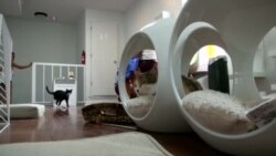 Вашингтонское Котокафе (видео)