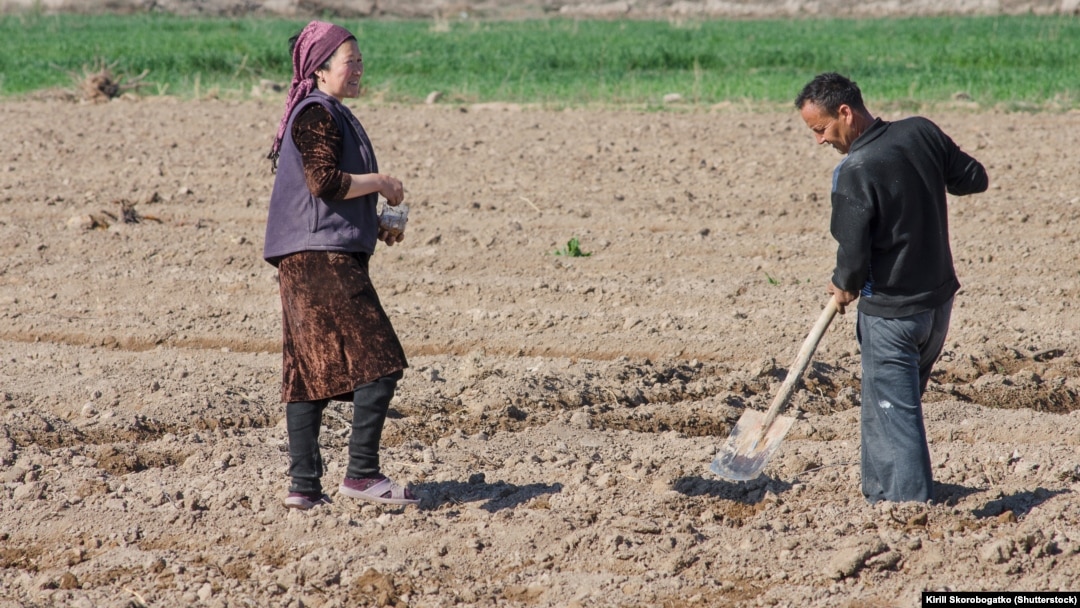 Farmers working in the field in Karakalpakstan, Uzbekistan.