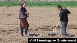 Farmers working in the field in Karakalpakstan, Uzbekistan.
