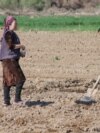 Uzbek farmers work in the field in spring in Karakalpakstan, Uzbekistan, Central Asia - April 2019