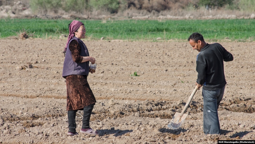 Uzbek farmers work in the field in spring in Karakalpakstan, Uzbekistan, Central Asia - April 2019