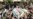 Profile Of A Sunni Extremist Group