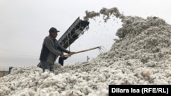 O‘zbekistonlik fermerlar paxta xarid nraxining pastligidan shikoyat qiladi.