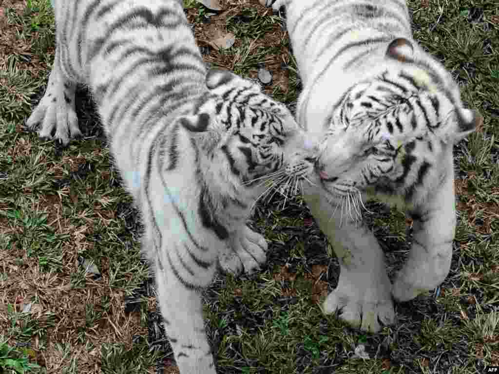 China presented a pair of rare white tigers to the zoo in Sri Lanka's capital, Colombo, as a sign of friendship. - Photo by Ishara S. Kodikara for AFP