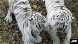 A pair of white Tigers walk in the Zoological Gardens in Colombo, Sri Lanka.