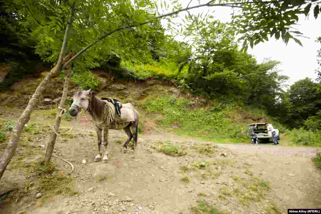 Bölgə turizmi üçün həm təbiəti, həm də mineral tərkibli suyu ilə faydalı ola bilən bu əraziyə nəinki turist, heç yerli əhali də gələ bilmir. Meyli bu bulaq suyundan çəkən yaxınlıqdakı kənd sakinləri bura bir çox halda atlagəlməyə məcbur olurlar.