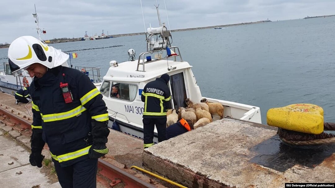 Operațiunea de salvare a unor animale pe mare este prima de acest fel din România.