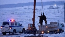 Убой скота, Новосибирская область