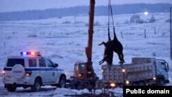 Убой скота, Новосибирская область