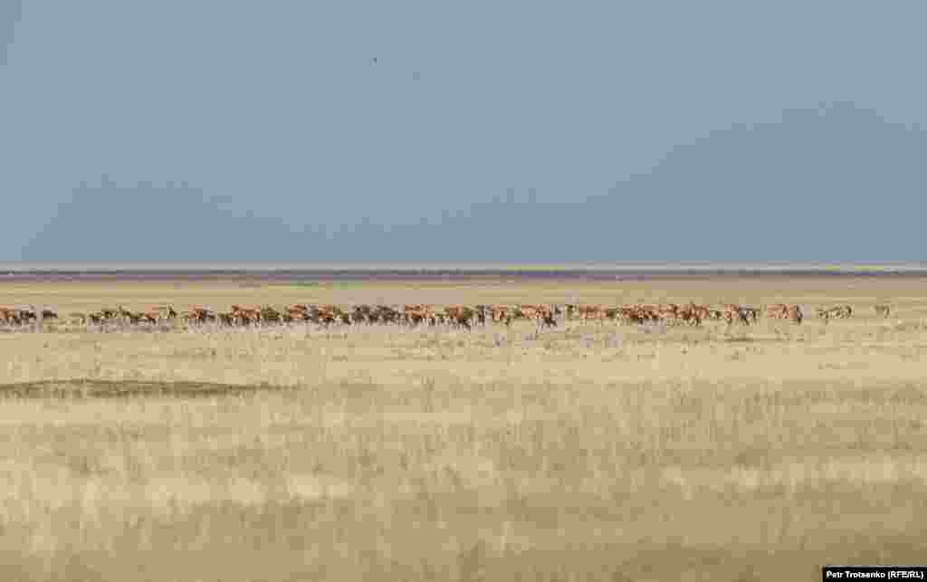 Группа сайгаков пасется недалеко от озера Тенгиз. В летнее время животные не подпускают людей ближе чем на километр, поэтому фотографировать их приходится издалека.