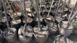 د بلوچستان باغوانان کمې اوبه مصرفوونکې ونې کښېنوي