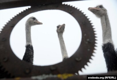 Санкт-Петербургтің жыныстық белгілері (ххх) Санкт-Петербургтің жыныстық белгілері (ххх)