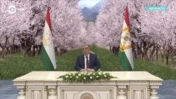 Где «лидер нации»? Рахмона с 12 марта не видели на публике