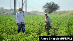 Picking cotton in a field outside Bukhara in August 2018 