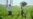 Majlis Podcast: Rating Uzbekistan’s Progress In Halting Forced Labor