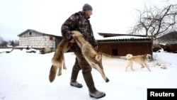 Мужчина со шкурой волка, иллюстрационное фото