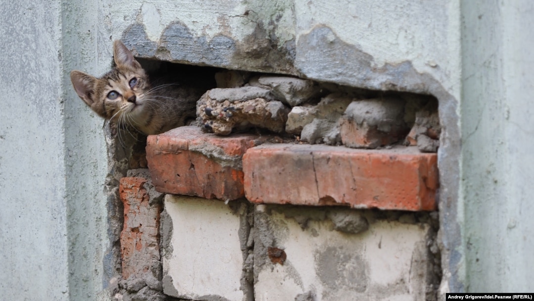 Кошка из подвала что делать