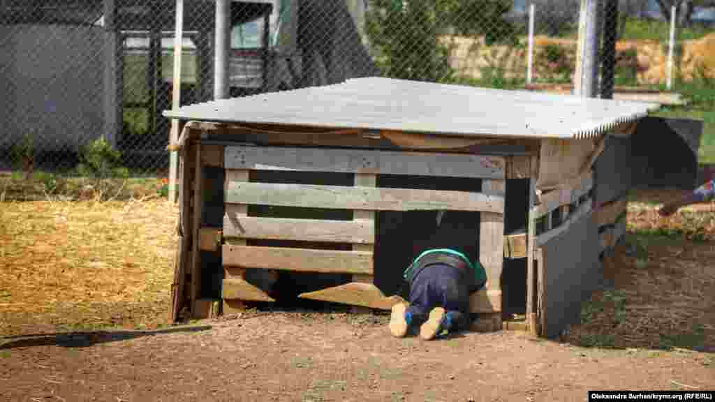 Ребенок лезет в один из кроличьих загонов