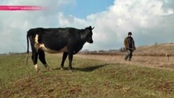 Пастухи минных полей Луганска (видео)