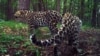Приморье: самка леопарда стала самой плодовитой в мире