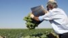 Armenia -- Villagers collect grapes at a vineyard in Armavir region.