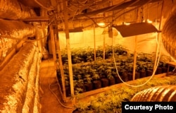 Serbian police seize an illegal marijuana cultivation laboratory in Gakovo near Sombor in March.