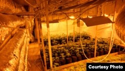 Српската полиција заплени лабораторија за одгледување марихуана во Ѓаково кај Сомбор, 29 март 2021 година.