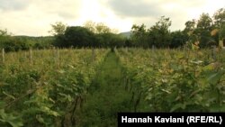 Несколько лет назад власти выплачивали 2 тысячи лари тем, кто вырубал свой виноградник. В результате в главном винодельческом регионе Кахетии практически невозможно приобрести готовый виноградник