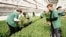 Armenia - Workers at a flower greenhouse of the Spayka company, February 7, 2025.