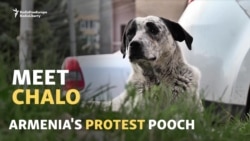 Armenia's Protest Pooch