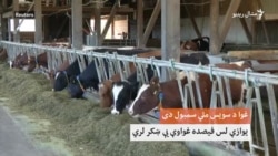 ټولپوښتنه: غواګانې ښکر ولري که نه؟