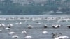 Swans on the shore of the Caspian Sea in Aktau