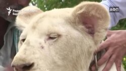 Бели лавови како статусен симбол, тревога меѓу активистите