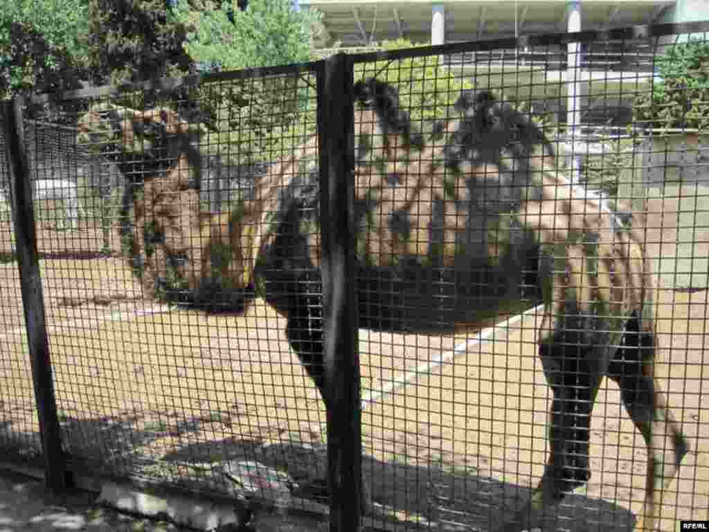 Zoopark "əhli" və yay istiləri #14