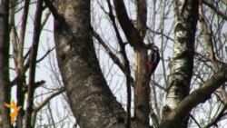 Вясна ў Ляўках