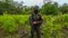Колумбийский военный на обнаруженной нелегальной плантации коки в департаменте Нариньо. 30 декабря 2020 года