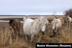 Horses graze in Pleistocene Park.