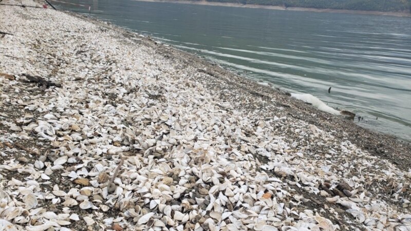 Масовно угинување на школки на брегот на Дебарско Езеро